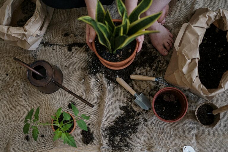 Tips for Starting a Small Home Garden for Beginners
